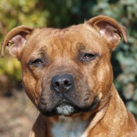 /album/volksbullkennel/a2-jpg/