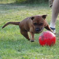 /album/volksbullkennel/a14-jpg/