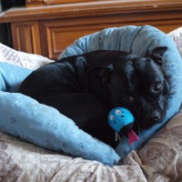 /album/volksbullkennel/a16-jpg/