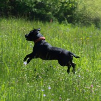 /album/volksbullkennel/a12-jpg/