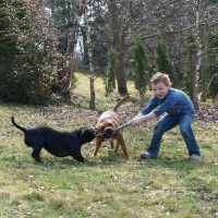 /album/volksbullkennel/a18-jpg/